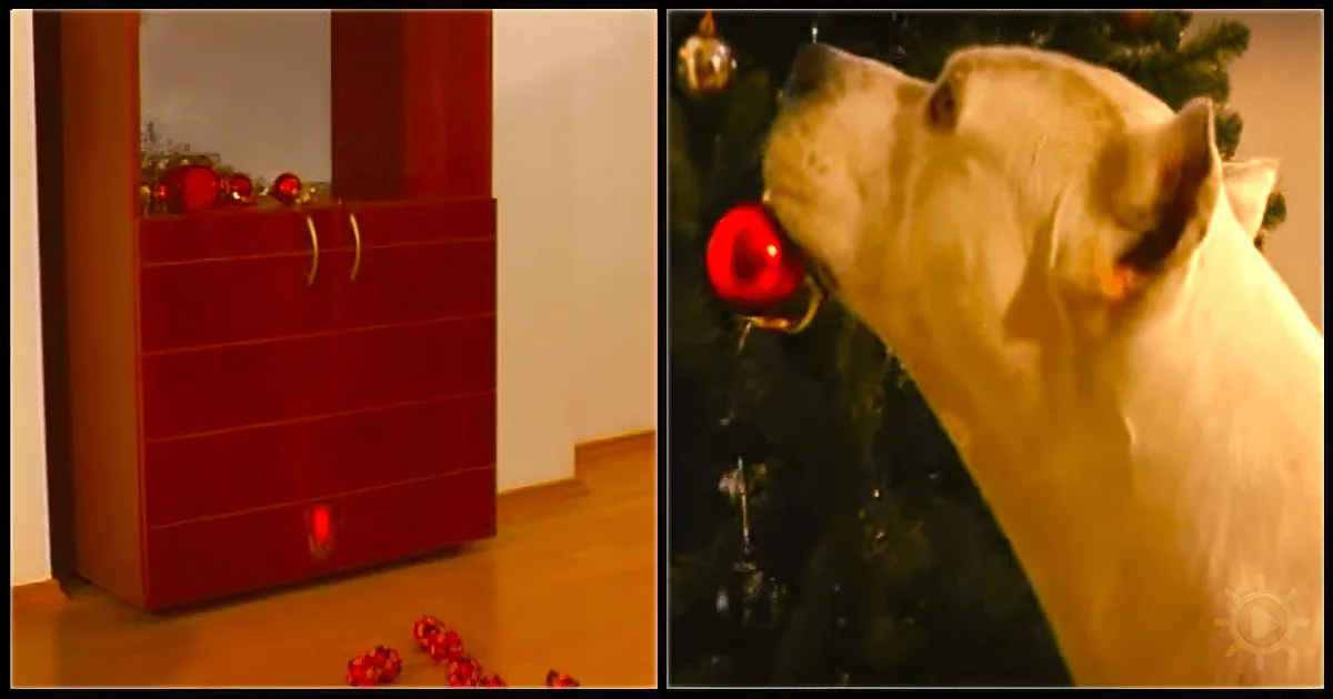 A white dog sniffs a red ornament on a Christmas tree near a red cabinet with ornaments on the floor.