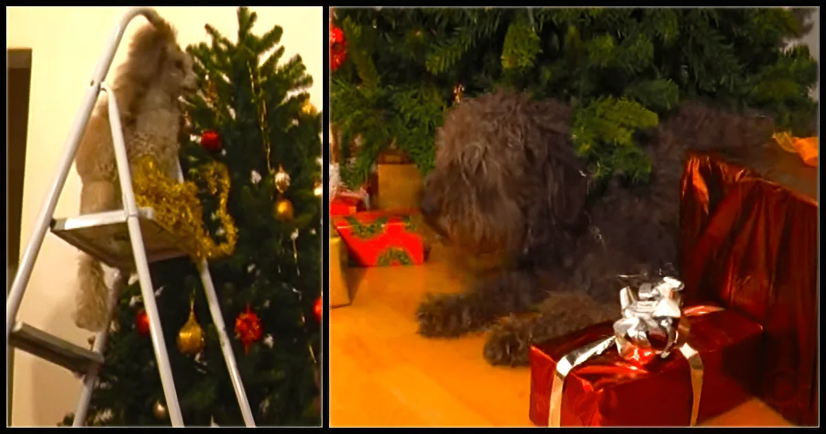 A fluffy white dog climbs a ladder near a Christmas tree, while a fluffy gray dog lies on the floor amidst wrapped presents.