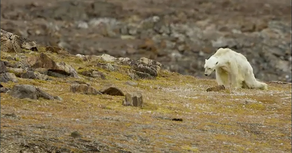 Watch the Shocking Video of How Serious Climate Change Has Become