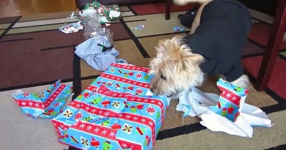 It Isn''t Easy to Open Christmas Presents if You Have Paws, but It Can Be Done