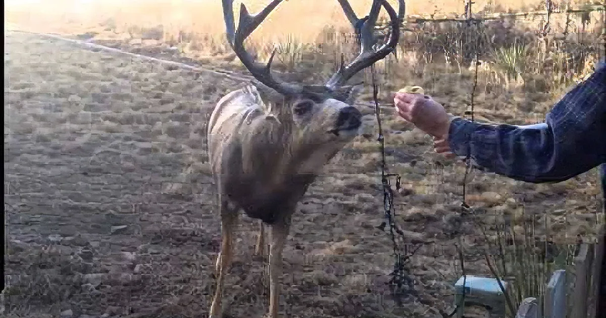 ''''It Looks Like I''m Fishing.'' Deer Freed From Tangle of Christmas Lights''