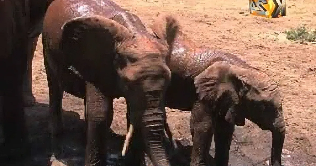Two elephants, one adult and one baby, are standing close together on a sandy ground.