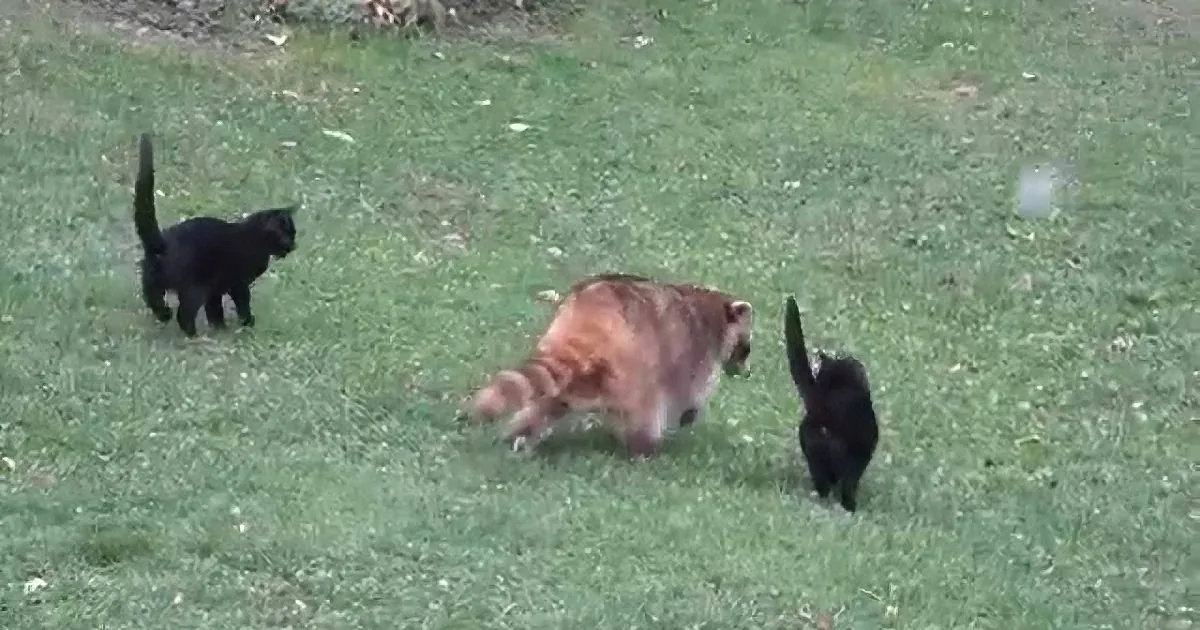 Blind Raccoon Hires Two Bodyguards and Leads Them to a Loving Home