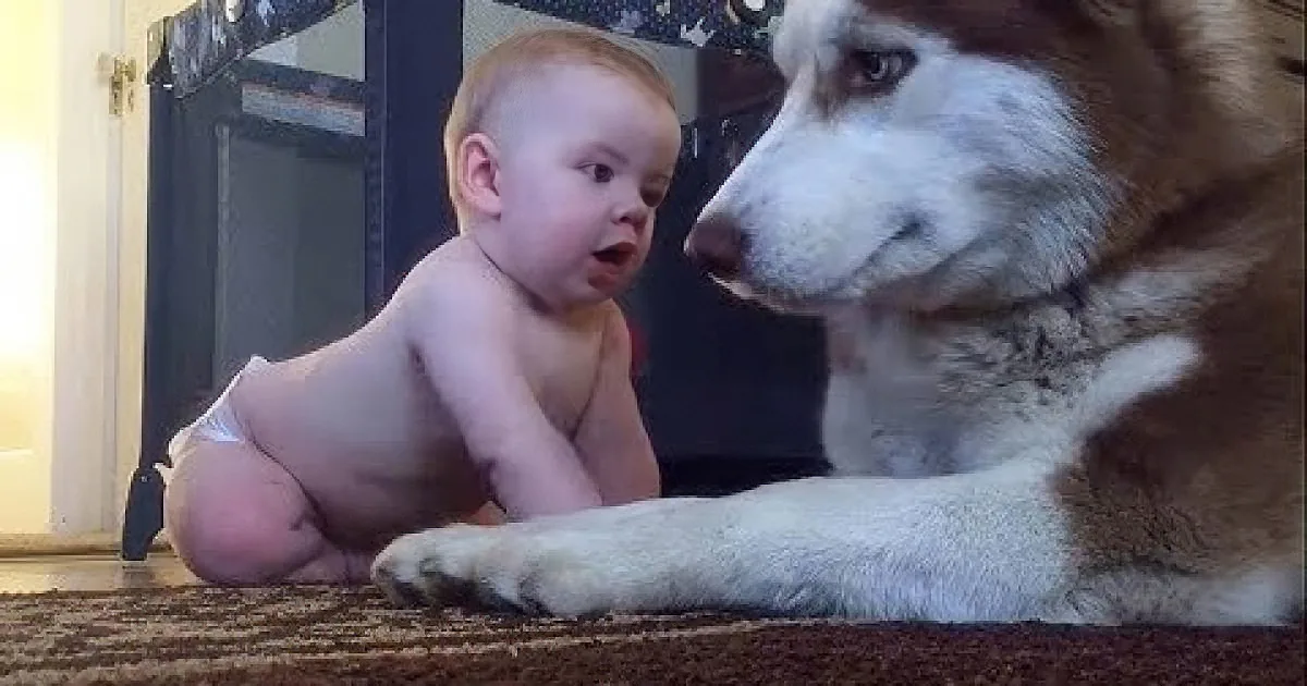 A baby in a diaper interacts with a large husky dog on a carpeted floor.