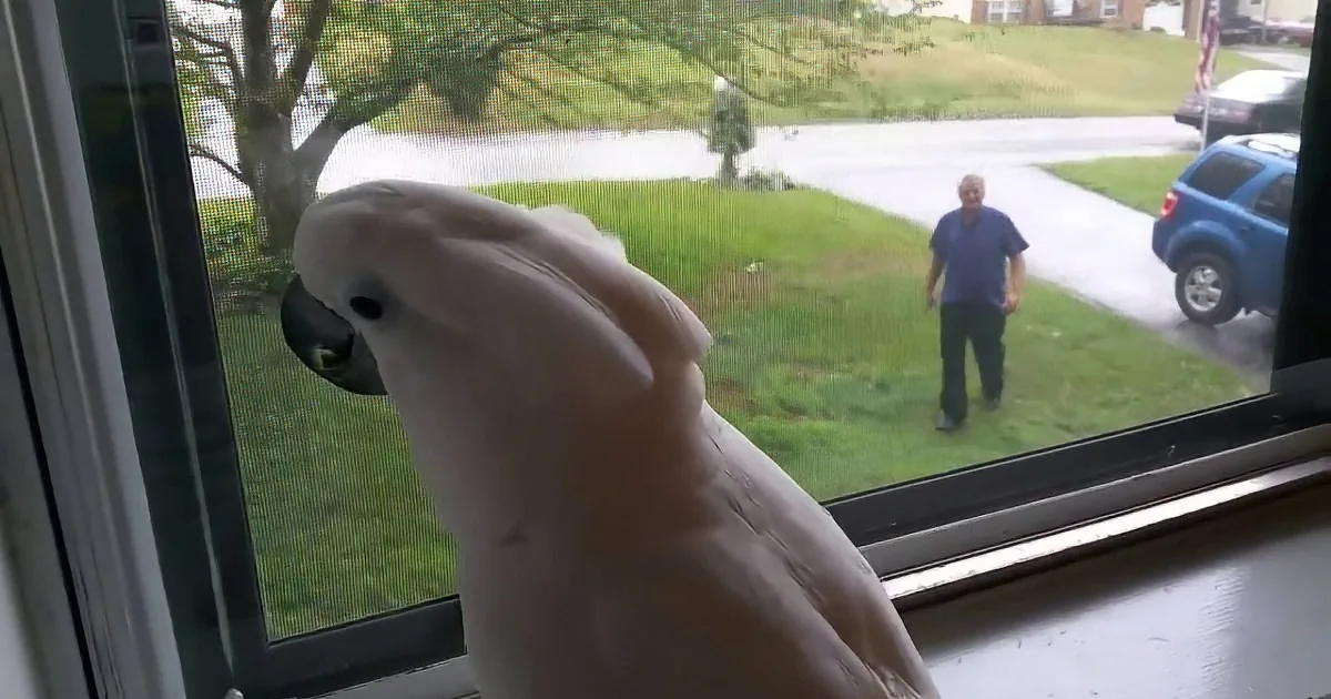 Cockatoo Goes Absolutely Bonkers When His Human Dad Comes Home
