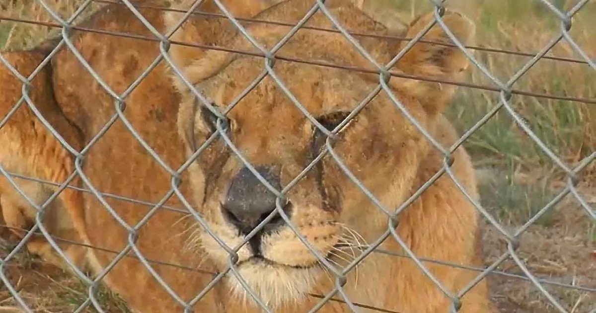 Lions Knew Only Concrete, Now Watch When They Feel Grass for First Time