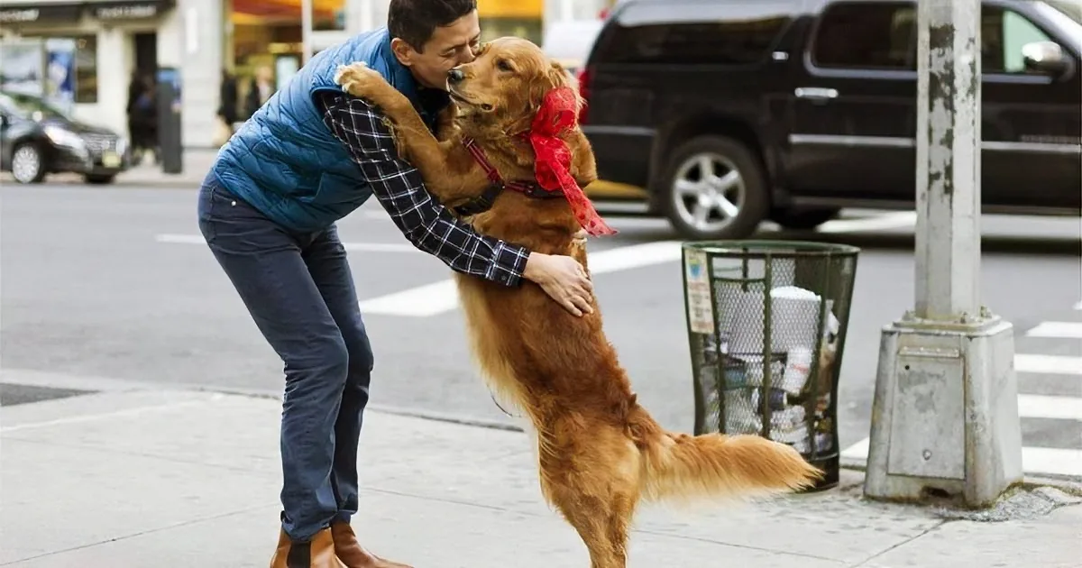 A man in a blue vest hugs a golden retriever with a red bow on its collar on a city sidewalk.