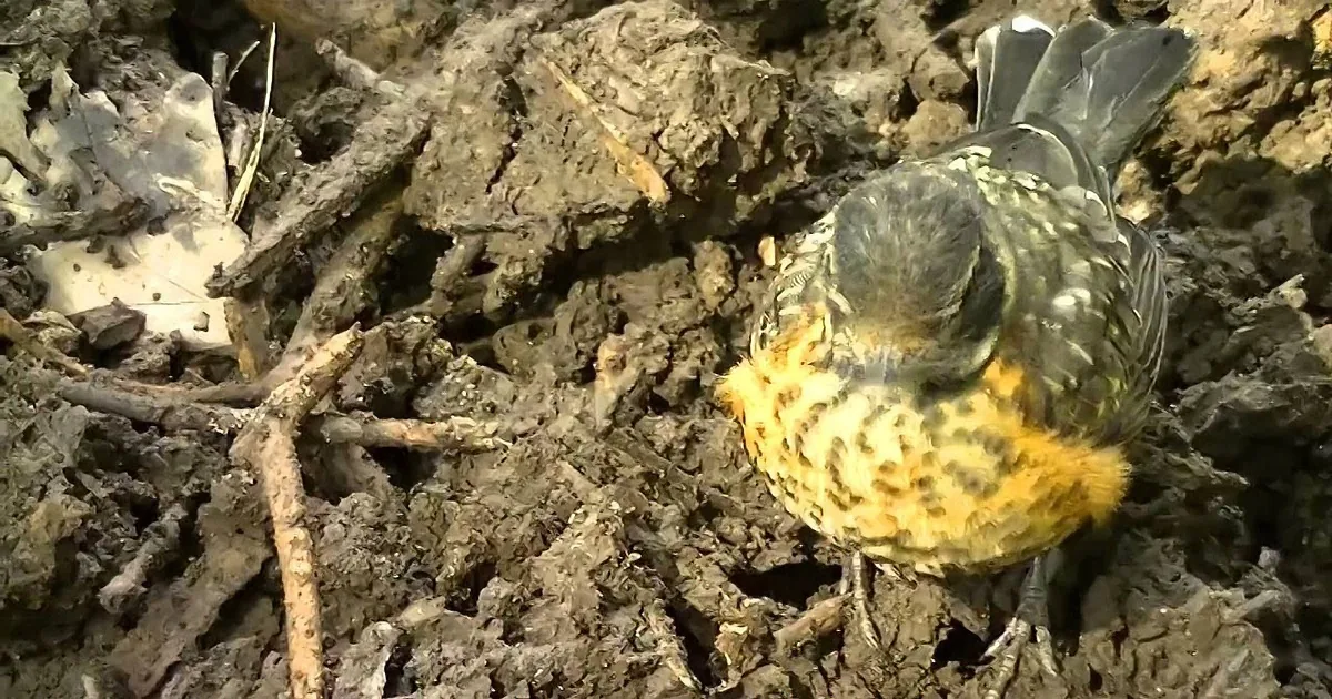 A bird with a mix of black, orange, and white feathers is standing on a patch of dry, cracked soil.