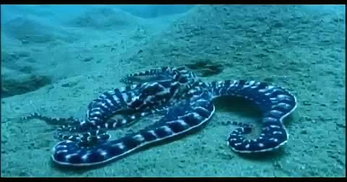 Scientists Are Baffled by This Shape-Shifting Mimic Octopus