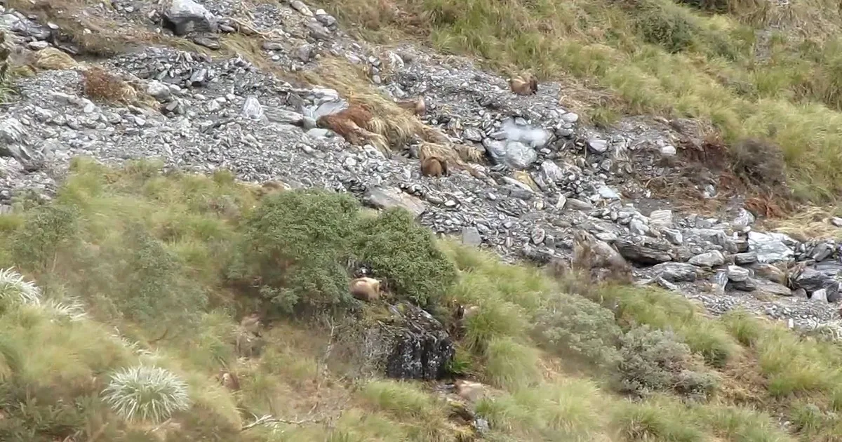 This Is Like One of Those Tests for Your Eyesight. Where Is the Animal Hiding? How Many Are There?
