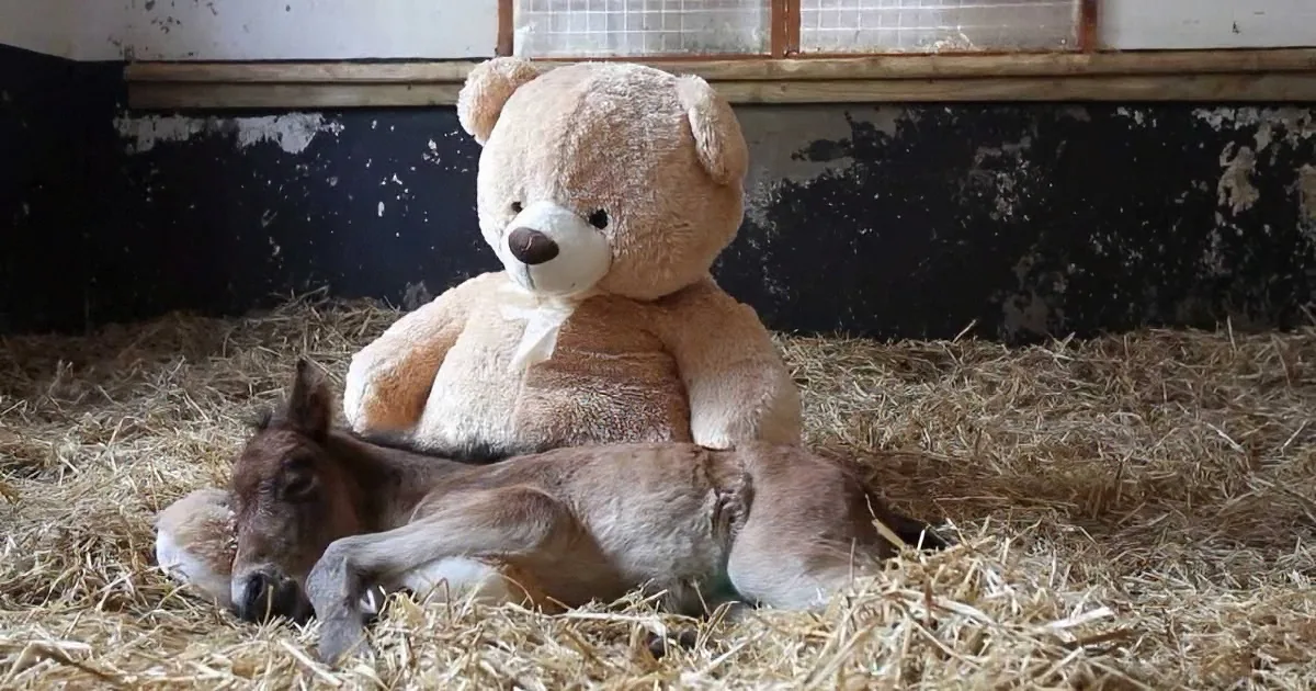 A baby donkey rests on straw with a large teddy bear beside it in a barn.
