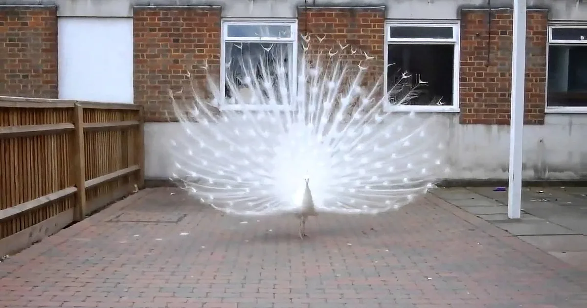 A white peacock with fully fanned tail feathers stands on a brick patio in front of a brick building.
