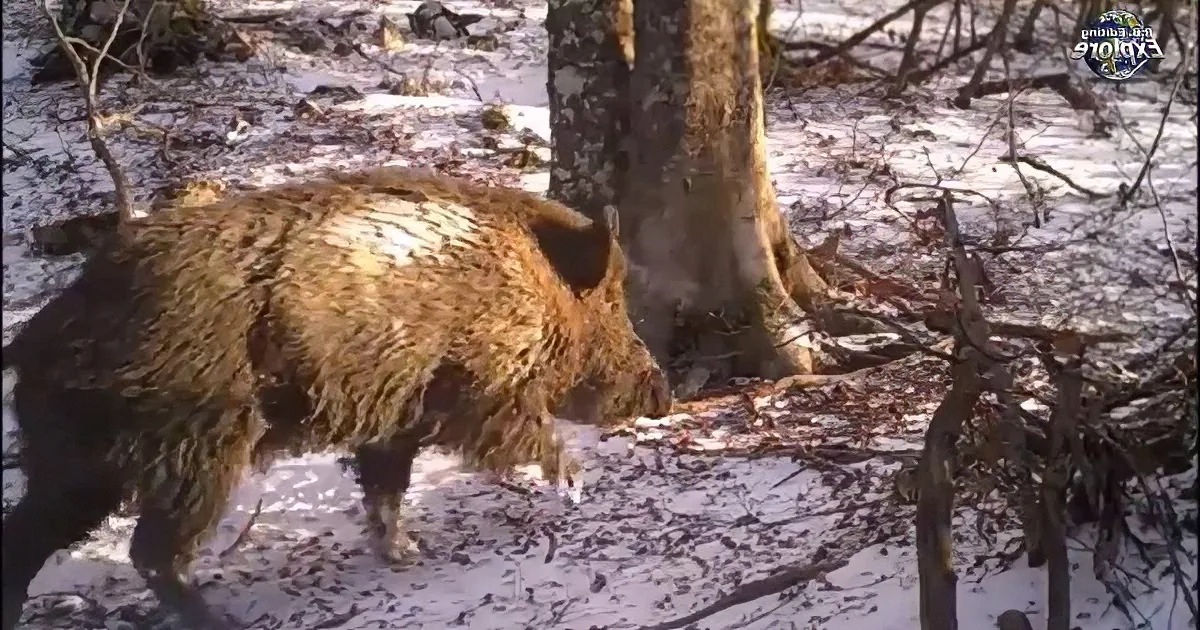 A wild boar stands in a snowy forest, its fur matted and dirty.