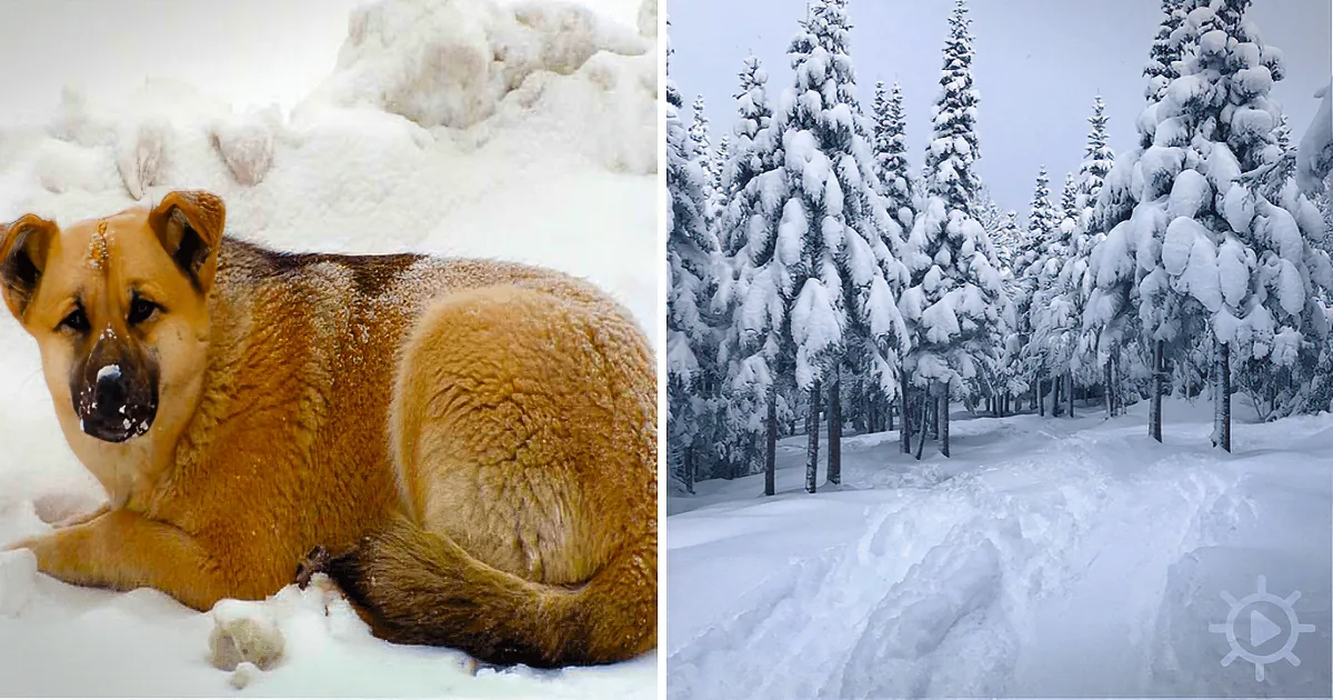 A dog rests in the snow, surrounded by a serene winter forest with snow-covered trees.