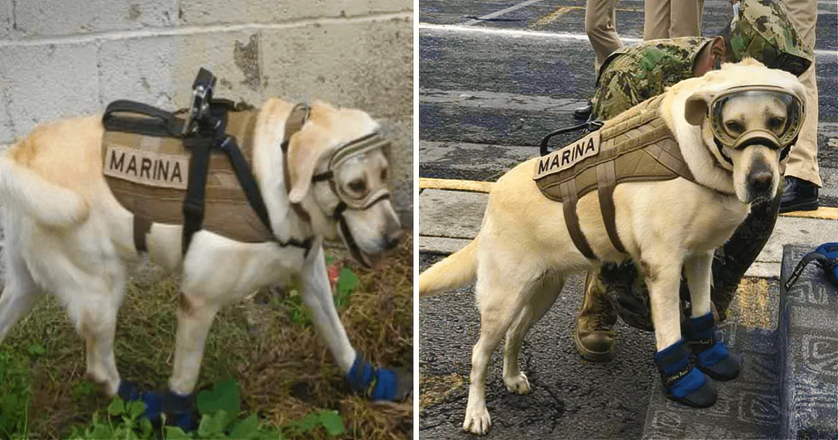 A service dog wearing a "MARINA" vest, goggles, and protective boots is shown in two different settings.