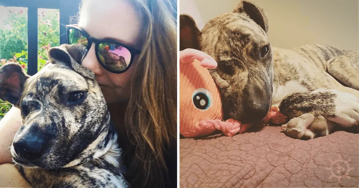 A woman kisses a brindle dog, while another dog plays with a toy on a cracked surface.