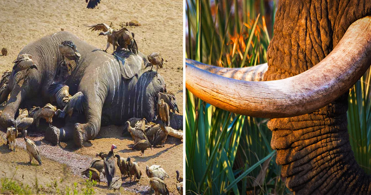 An elephant lies on its back, surrounded by vultures, while a close-up reveals its large tusk and textured skin.