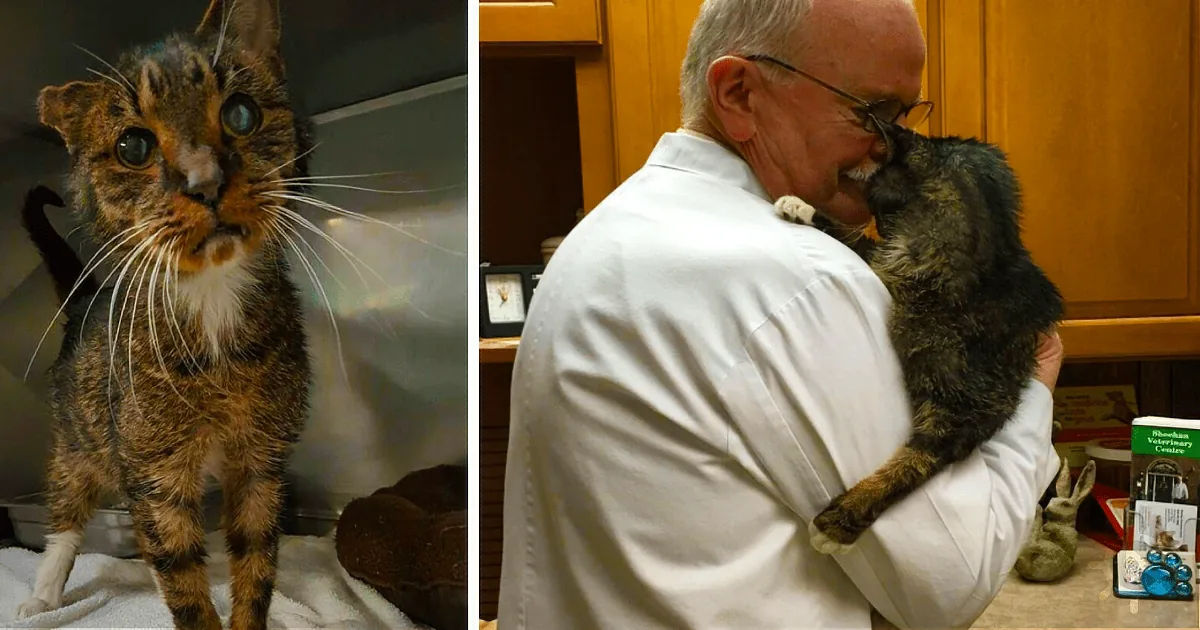 A tortoiseshell cat stands on a towel, looking curious, while a man in a white coat holds it affectionately.