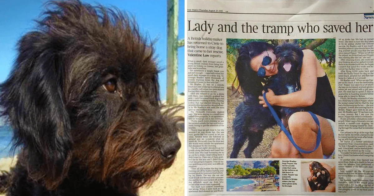 A newspaper article about a woman who rescued a stray dog, with a photo of her hugging the dog.