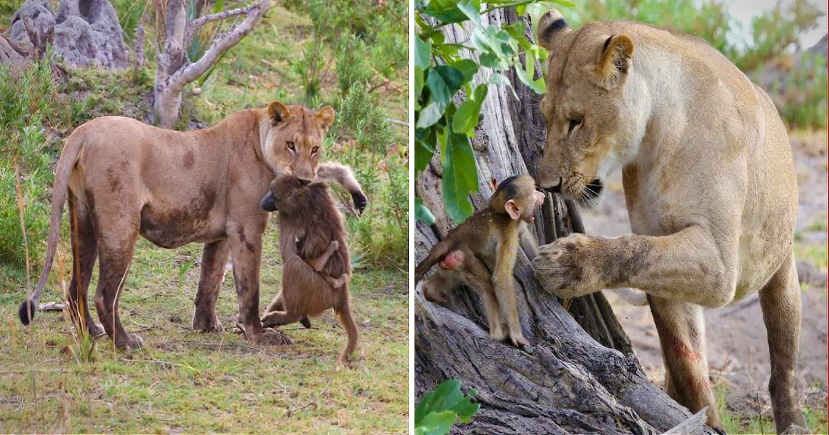 A lioness interacts with a monkey, showcasing a unique wildlife encounter in a natural setting.