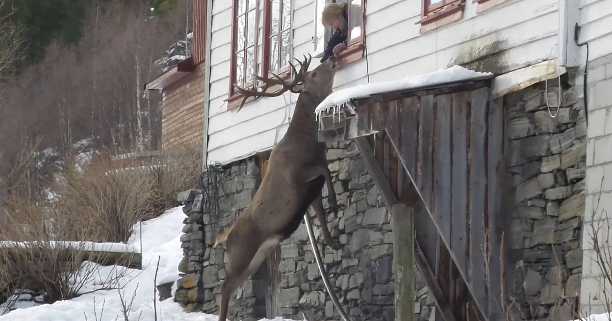 When Her Husband Died, She Felt Devastated. the Next Day, She Saw This Outside Her Home!