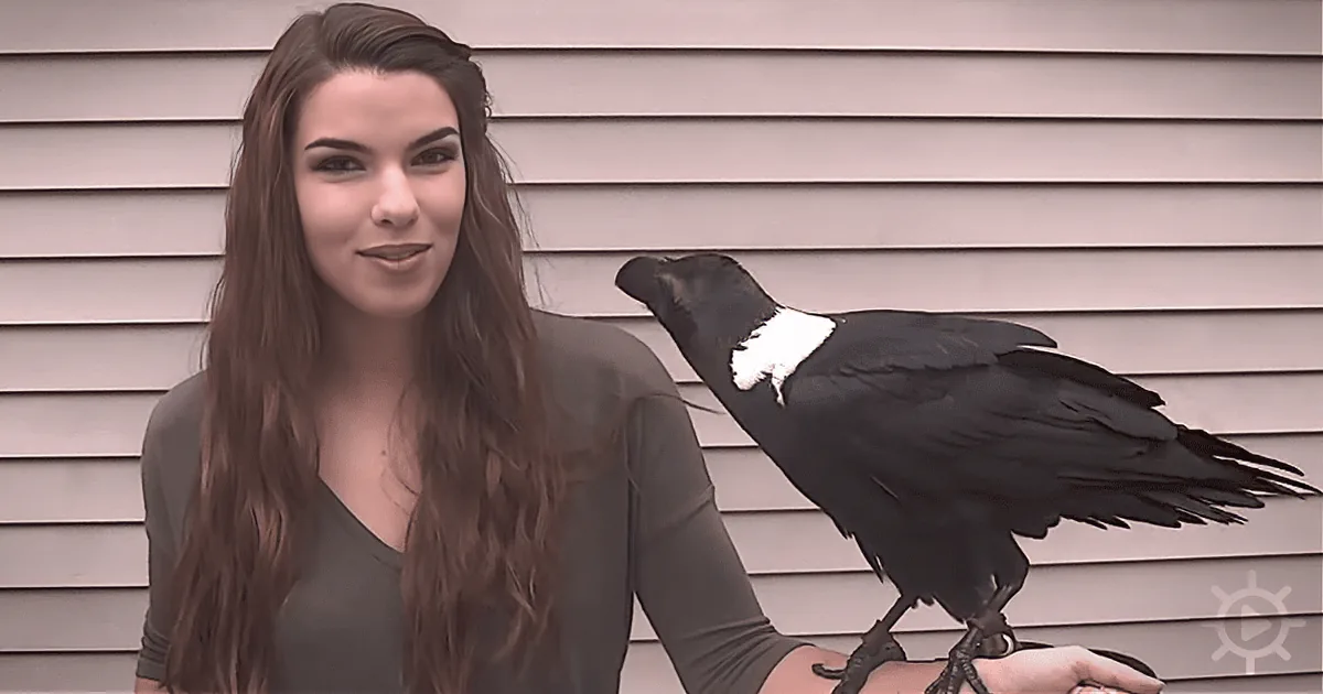 A Woman Says ''Hello'' to a Raven, What the Bird Does Will Shock You!