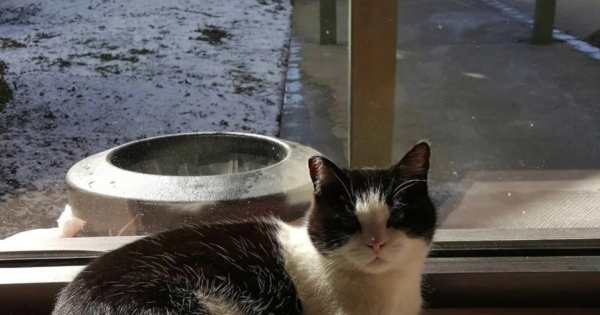 Cat Gets a Job at a Nursing Home After He Refused to Leave... That''s Right, a Cat!