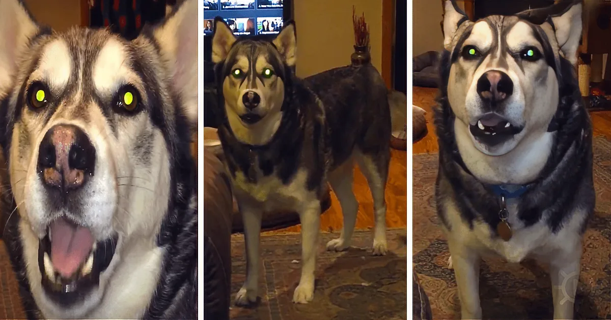 Three different angles of a husky dog with striking green eyes, standing indoors on a patterned rug.