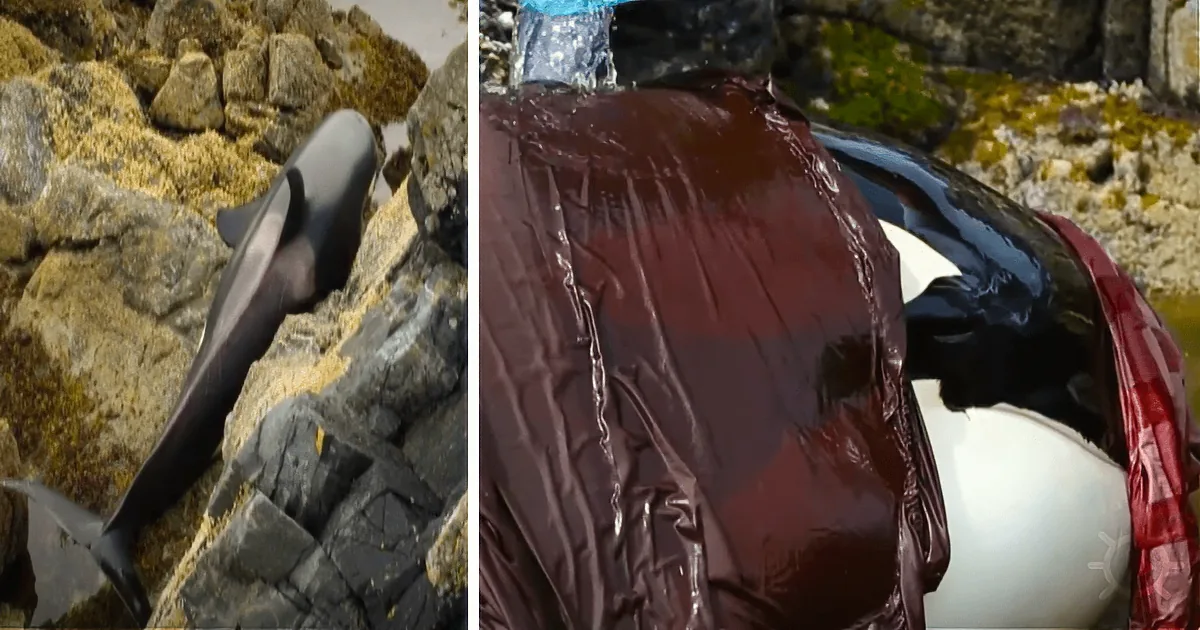 A dolphin is entangled in a plastic bag, struggling on rocky terrain.