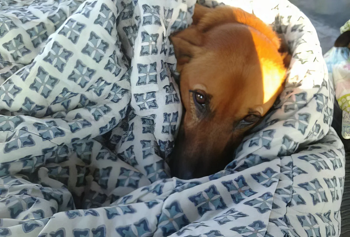 A dog is nestled under a blue and white patterned blanket, looking relaxed and cozy.