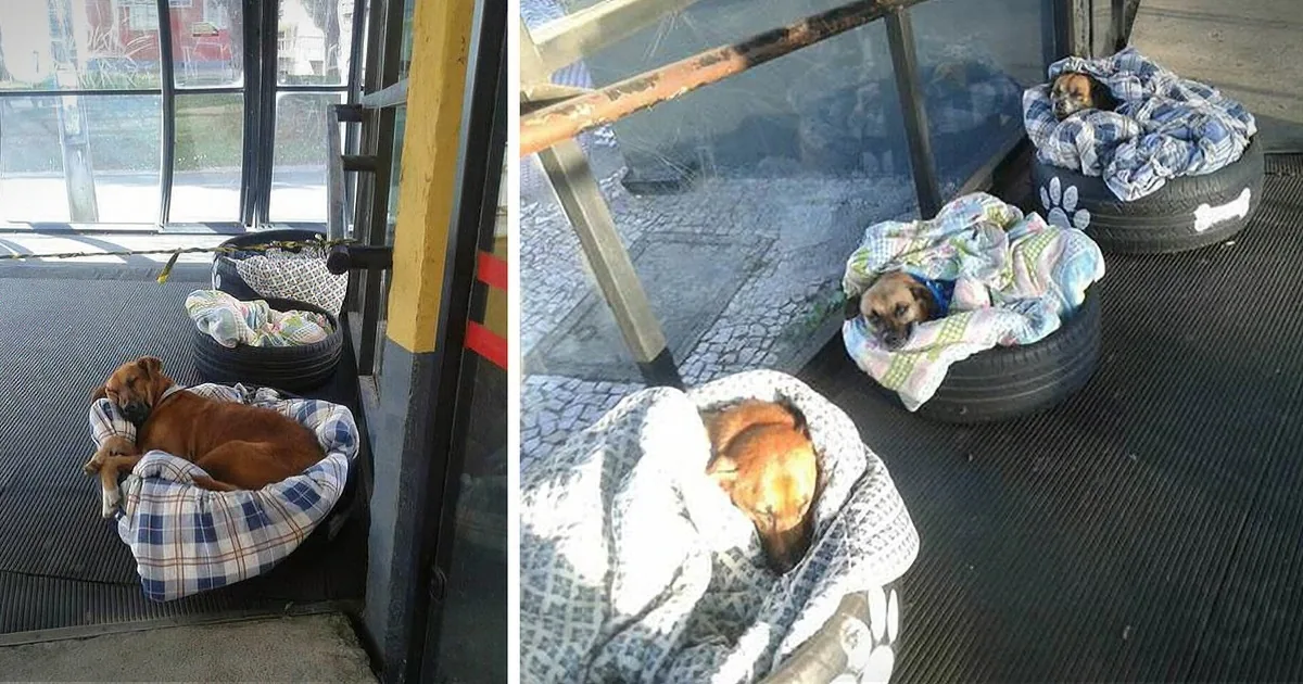 Two dogs rest in makeshift beds made from tires and blankets, one in a doorway, the other on a paved surface.