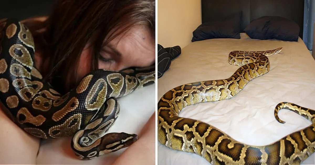 A large snake, possibly a python, is coiled on a bed, with one image showing it near a person's face.