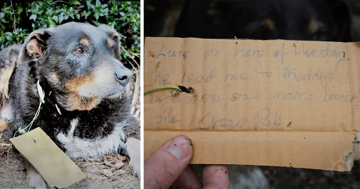 A dog lies on the ground, looking tired, with a note nearby praising it as a hero who saved another dog.