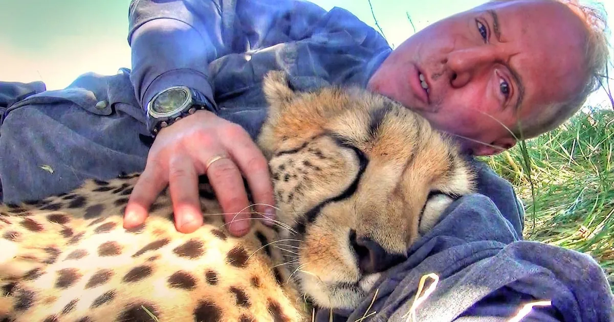 A man in a blue jacket is lying down, gently petting a sleeping cheetah.