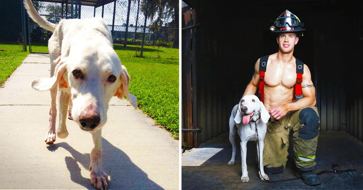 A white dog with a pink nose walks on a sidewalk, while a shirtless firefighter poses with another white dog in a dark...