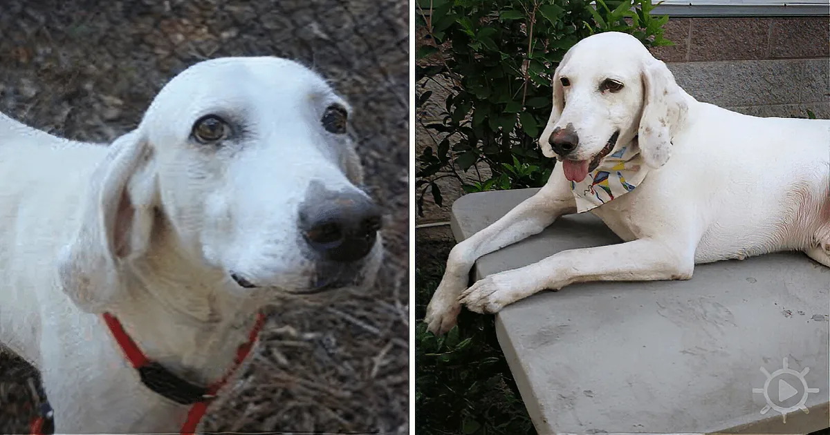 A white dog with a red collar and a colorful bandana is lying on a concrete surface next to greenery.