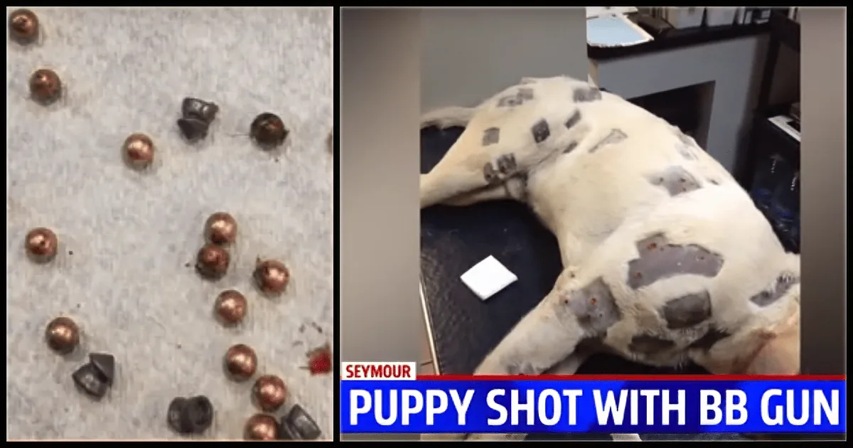 A puppy is shown with numerous BB gun pellets embedded in its body, highlighting the severity of the injury.
