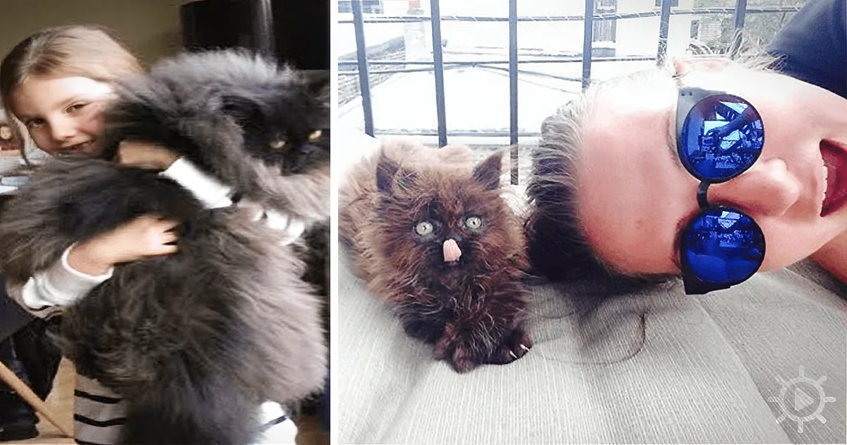 A fluffy, dark-colored cat with a surprised expression is the main subject, held by a person in two different poses.