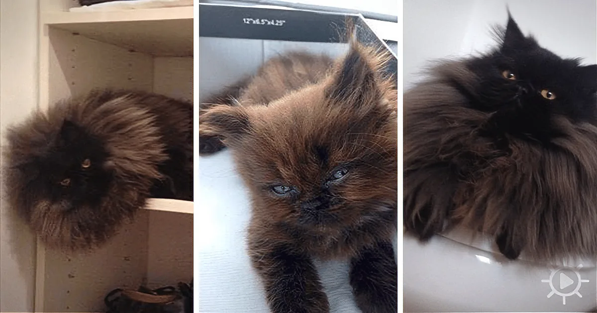 Three stages of a fluffy cat's growth, from kitten to adult.