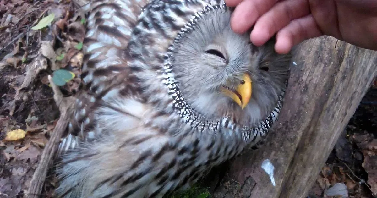 ''''Tame'' Owl Lets Man Pet Her, Then He Soon Realizes That She Needs His Help.''