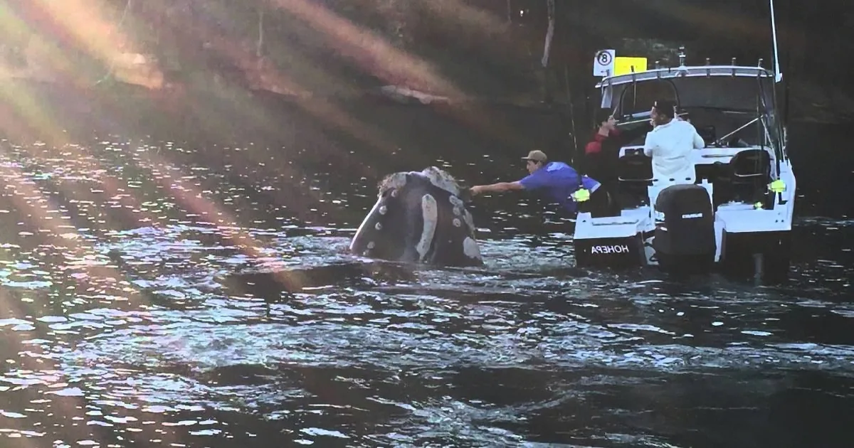 A horse is partially submerged in water near a boat with people on it.