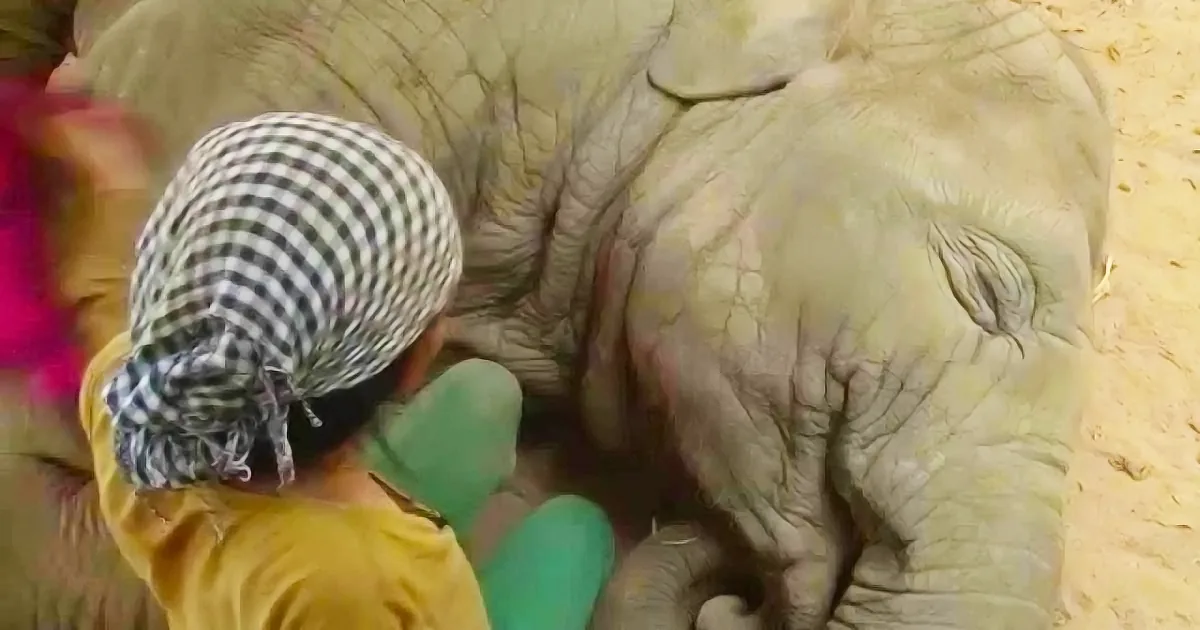 She Sings a Lullaby to a Depressed Elephant. His Reaction Will Melt Your Heart!