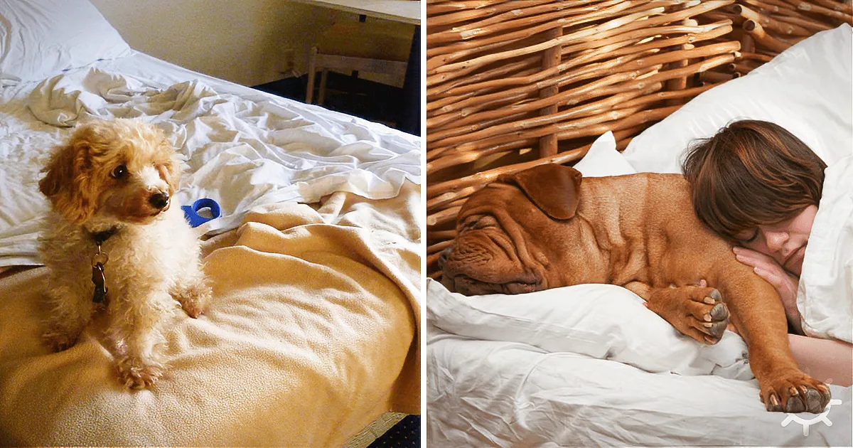 A man and a pug are sleeping peacefully in separate beds, both appearing relaxed and comfortable.