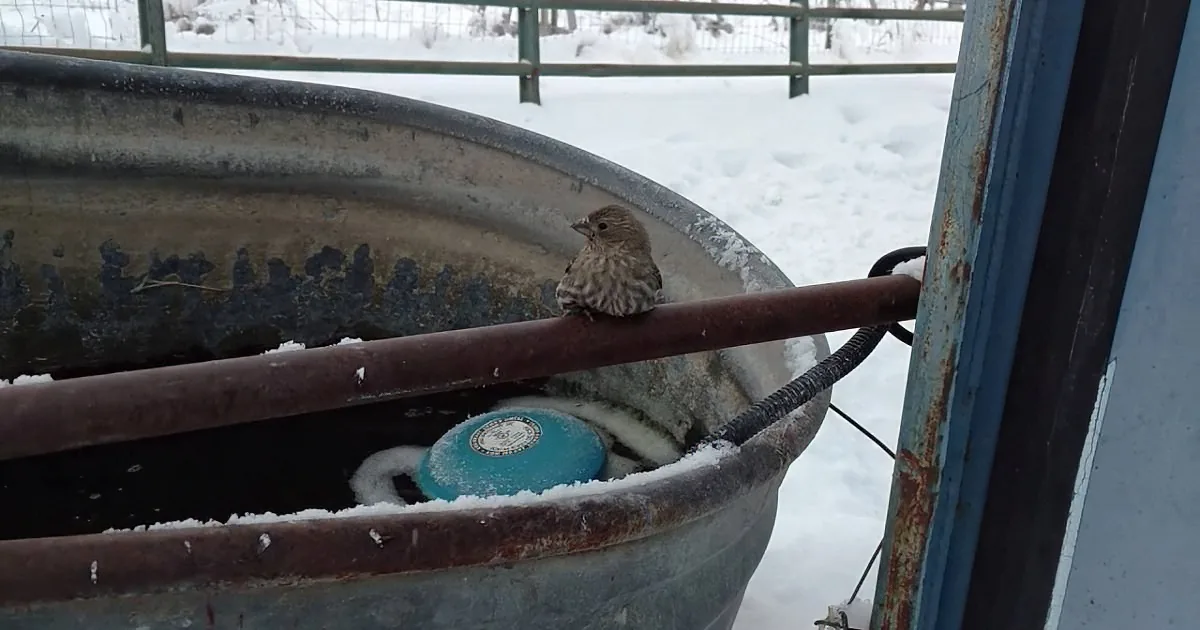 A Man Finds a Bird Stuck to Ice on a Pipe. the Way He Rescues Him Is Pure Genius!