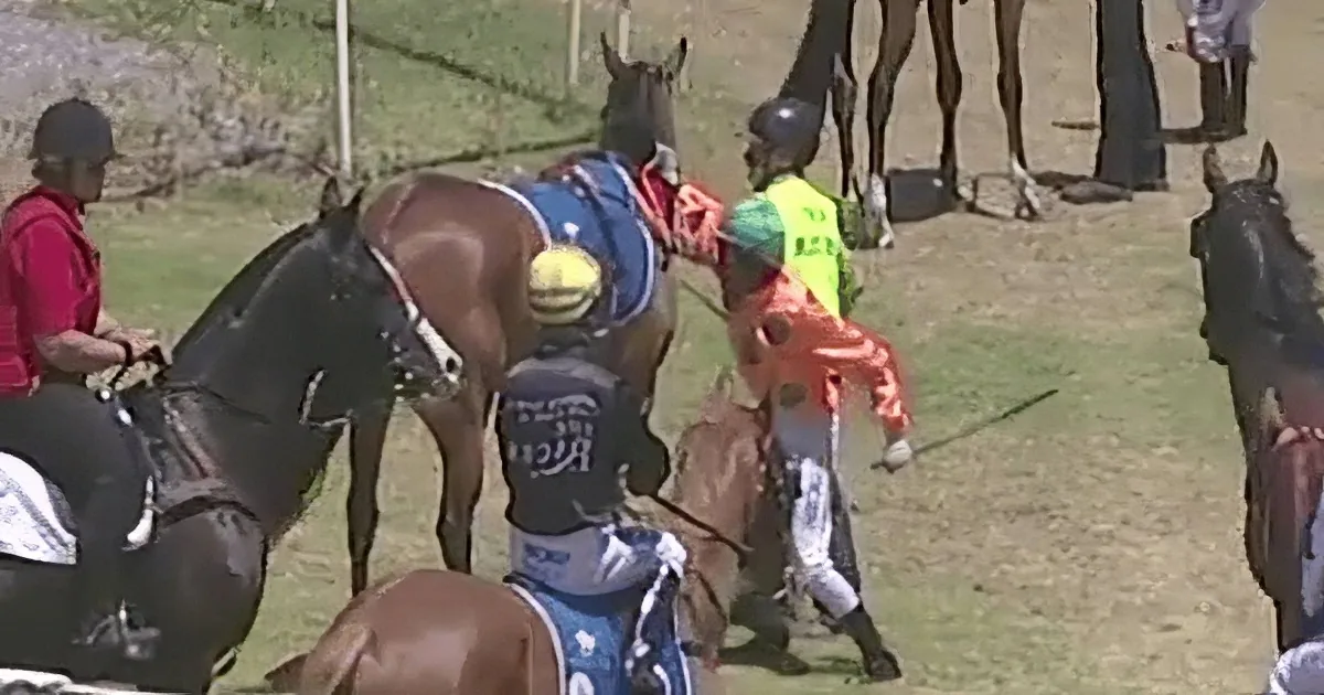 Enraged Jockey Punches Horse: Animal Lovers Outraged by His Light Punishment