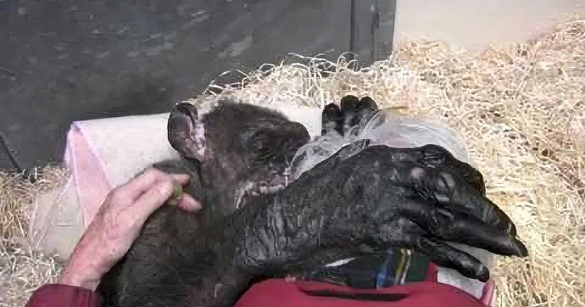 Elderly Chimp Lays Down: a Spark of Life When an Old Friend Visits