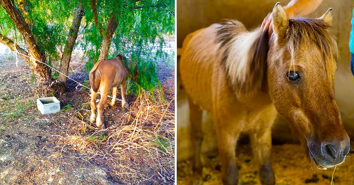 A brown horse stands under a tree, with another horse partially visible in a stable.