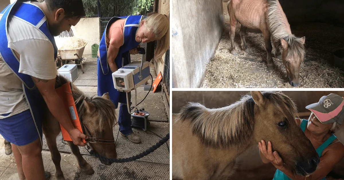 A person in blue scrubs is examining a small horse with a medical device, while another person pets a horse in a stable.
