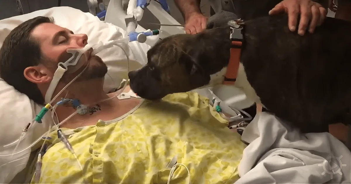 A man in a hospital bed, connected to medical equipment, is comforted by a dog wearing an orange harness.