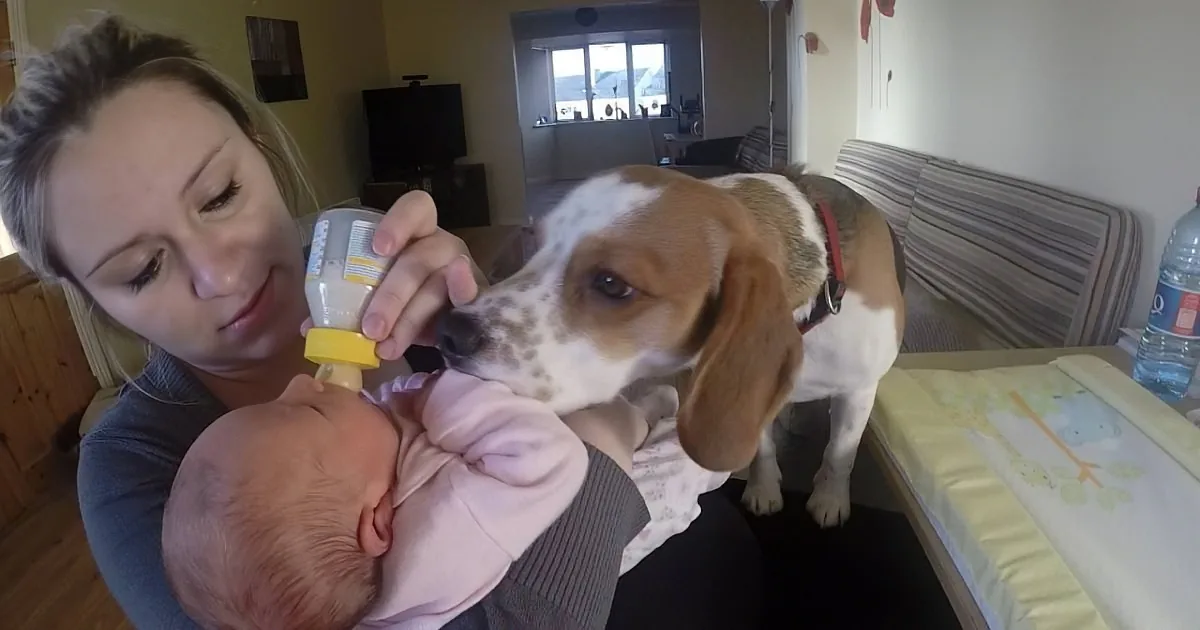 A woman holds a baby while a beagle sniffs the baby's bottle in a cozy living room.